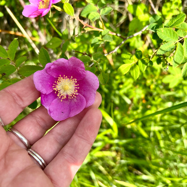 Wild Rose Serum