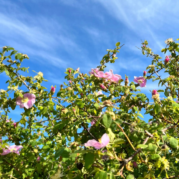 Wild Rose Serum